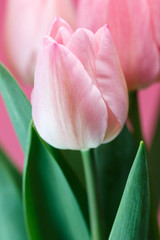 Naklejka premium チューリップ
