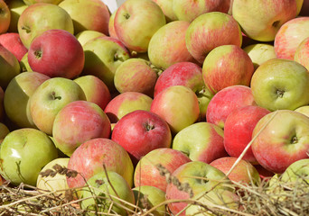 Новый урожай яблок в августе на Яблочный спас..