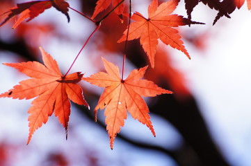 紅葉