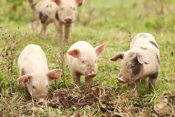 3 piglets