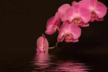 purple orchid flower reflexion