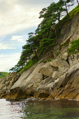 Seascape with rocks and groves of relict pine tree.