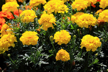 Tagetes is a genus of annual and perennial plants
