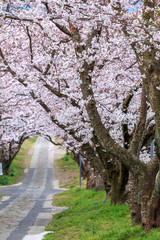 桜のアーチ＠佐賀県武雄市