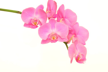 Naklejka na ściany i meble purple orchid flower on white background