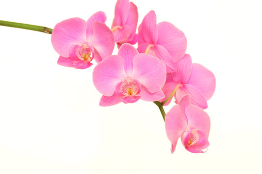 Fototapeta purple orchid flower on white background