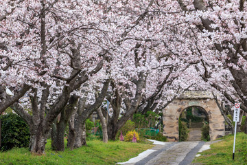 桜のアーチ＠佐賀県武雄市