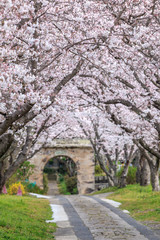 桜のアーチ＠佐賀県武雄市