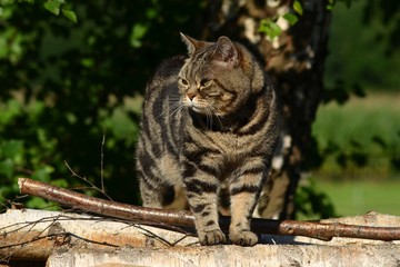 Britisch Kurzhaar Katze