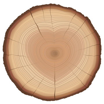 Wood slice with heart shaped annual rings, as a love symbol concerning trees, nature, conservation or environment protection. Isolated vector illustration on white background.