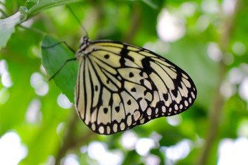 Butterfly,