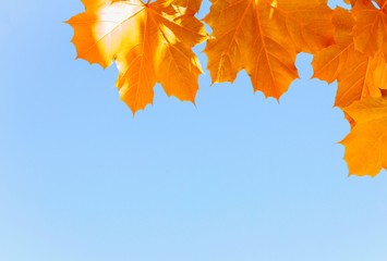 Ahornblätter im Herbst mit Textfreiraum