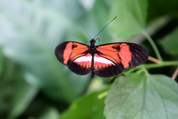 Fototapeta na wymiar Butterfly.