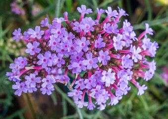 Verbena