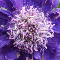 Scabious