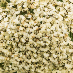 White Achillea