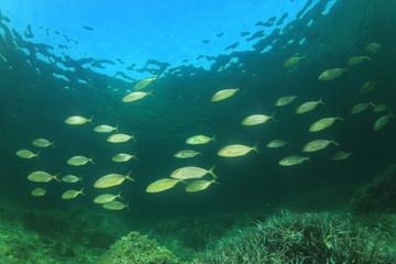 Naklejka na ściany i meble School of Amberjack fish in Mediterranean Sea