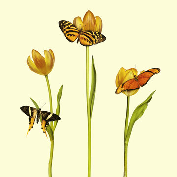 Retro styled image of three butterflies and tulips