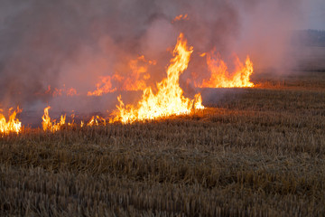 flame burns dry field fire