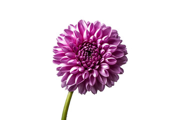 Dahlia. Dahlia flower isolated on black background.