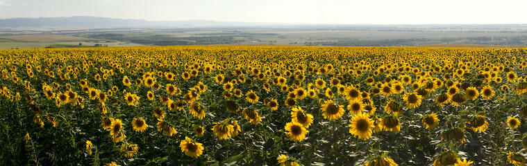 Panorama of agriculture sunflowers meadow.