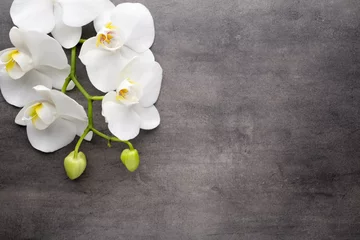 Foto op Canvas Witte orchidee op de grijze achtergrond. © gitusik
