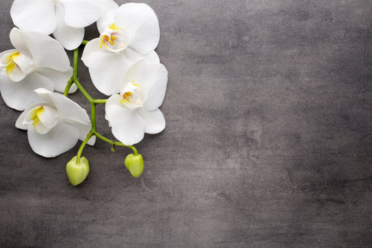 Fototapeta White orchid on the grey background.