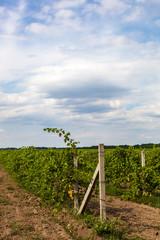 Fototapeta premium Vineyard on a background of blue sky with clouds