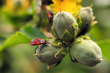 Closeup of a firebug on hibiscus bud