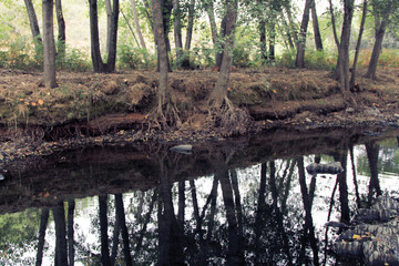 Alisos en río de los Ángeles, Sauceda, Hurdes, España