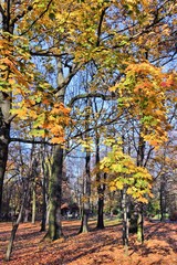 Fototapeta premium Autumn foliage - Park Miejski in Bytom, Poland