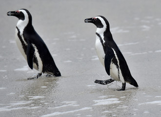 Obraz premium African penguins (spheniscus demersus), African penguin also known as the jackass penguin and black-footed penguin is a species of penguin Boulders colony in Cape Town, South Africa. 