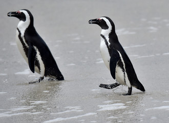 African penguins (spheniscus demersus), African penguin also known as the jackass penguin and black-footed penguin is a species of penguin Boulders colony in Cape Town, South Africa. 
