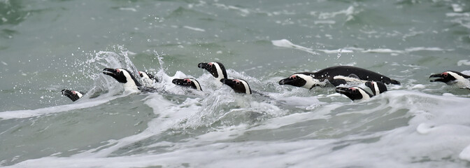 Fototapeta premium Swimming African penguins (spheniscus demersus), also known as the jackass penguin and black-footed penguin is a species of penguin. Cape Town, South Africa. 