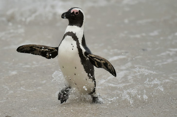 Portrait of African penguin (spheniscus demersus) at the Boulders colony. South Africa   