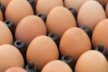 fresh organic eggs from chicken farm agriculture for sale