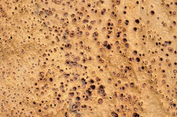Natural wooden, corc crust a texture -  closeup, beige background, abstract texture. 