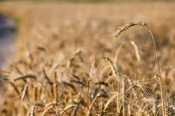 Fototapeta premium Ripe ear of wheat