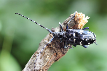 ゴマダラカミキリムシ