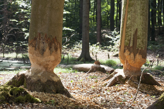 drzewa zniszczone przez bobry