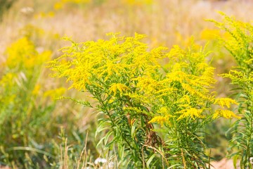 Beautiful yellow goldenrod flowers blooming