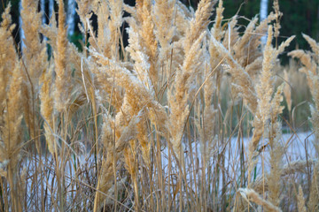 Fototapeta premium dry spikelets