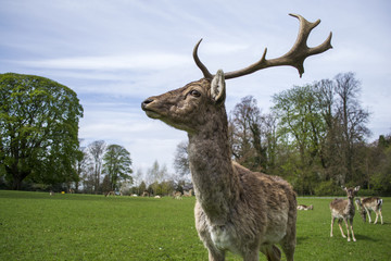 Proud stag deer stands tall