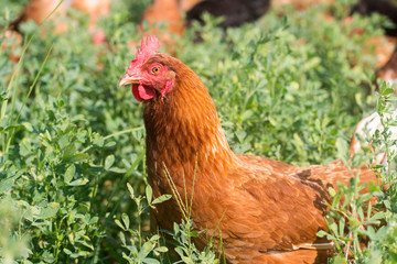 Red sex link chickens