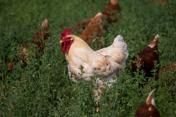 Red sex link chickens