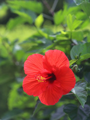 Obraz premium ハイビスカスの花