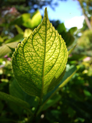 Green leaf and a bit of sky
