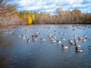 So Many Ducks
