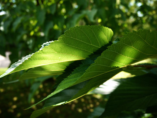 Green light over the leaves