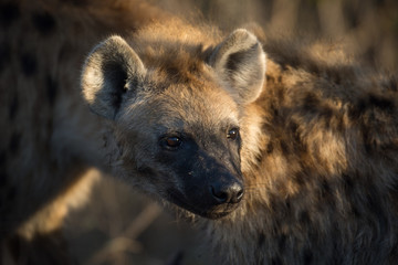 Spotted hyena